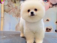 A Kalite Pomeranian Boo Yavruları