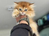 Golden longhair british yavrumuzu canlı görün
