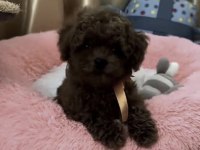 Yavru Toy Poodle