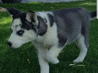 Maviş gözlü Safkan Husky minikler