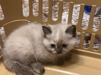 British shorthair ve longhair