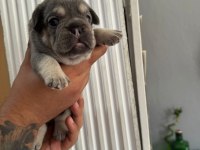EGZOTİK FRENCH BULLDOG YAVRULARIMIZ REZERVE AÇILMIŞTIR
