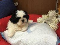 IRK GARANTİLİ SHİH TZU YAVRULARI