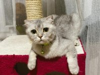 Scottish fold