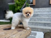 GÖZ KAMAŞTIRAN kar beyaz ayı surat pomeranian minnoşlar
