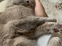 1.5 yaşında kısırlaştırılmış british shorthair