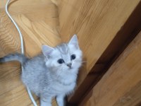 Safkan british shorthair yavrular