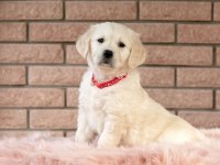 Golden Retriever Yavrular İçin Ulaşabilirsiniz