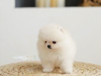 Daha iyisi yok kar beyaz ayı surat pomeranian boo!