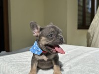 FRENCH BULLDOG ( IRK GARANTİLİ )