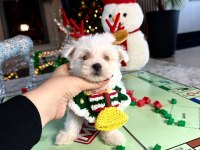Koreden Gelen Mikro Boy Maltese Bebeğim