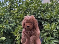 Saf Kan Yüksek Kalite Toy Poodle Yavrularımız