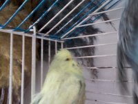 Limon-duman muhabbet kuşu çifti