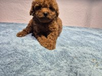 Poodle yavrularımız teslime hazır
