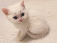 British longhair saf ırk 1 erkek ve 1 dişi
