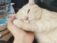 British shorthair hazır