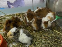 Ginepig yavruları hazır