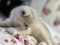 Evcil british longhair 3 aylık