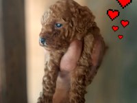 Toy poodle yavrularımız daha güzeli yok
