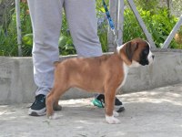 Fci şecereli boxer