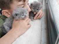 Yavrularımız scottish fold