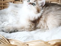 Ny25 dişi british longhair