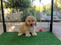 MALTİPOO GÜZELLİKLER MAMA KARŞILIĞINDA VERİLECEKTİR