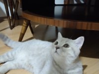 British shorthair yavrumuz yeni yuvasını arıyor