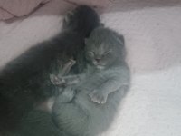 14 Şubat Doğumlu British Shorthair Yavrularımız
