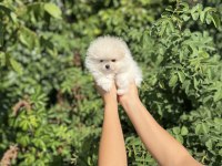 Pomeranian Boo Bebekler