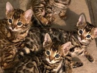 Ozyfelınes Seçkin Bengal Yavruları