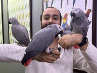 FULL EVCİL ÜST DÜZEY KONUŞAN JAKO PAPAĞANLARIMIZ