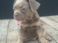New shade isabella tan maybe fluffy carrier french bulldog