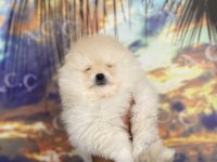 Sağlık ve ırk garantili pomeranian