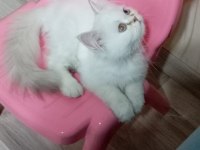 Yavru British Longhair