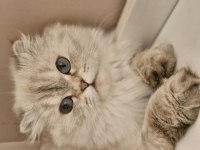 British longhair Milka yeni ailelerini arıyor