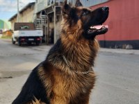ŞECERELİ SHOW KALİTE ALMAN YAVRULAR
