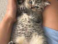 Brıtısh Shorthaır Sılver Tabby