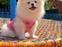 Pomeranian Gülen Surat