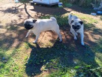 Satılık pug köpeği