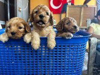 Maltipoo yavruları