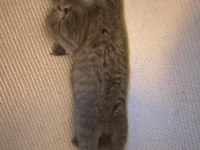 British shorthair 40 günlük yavrular 3 dişi ve 1 erkek