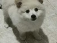 Pomeranian boo 2 aylık
