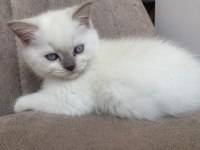 British shorthair 2.5 aylık sahiplendirilecektir
