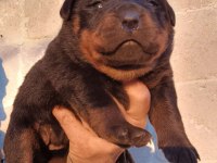 Rottweiler bebekler