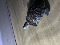 Kırmızı Yanaklı Su Kaplumbağası Sahiplendirilecek