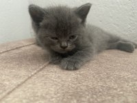 british shorthair 2 tane yavrumuz