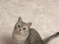 ÜCRETSİZ SAHİPLENDİRME KEDİMİZ