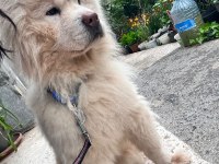 CHOW CHOW TERK EDİLMİŞ