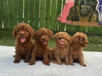 Toy Poodle Yavrular